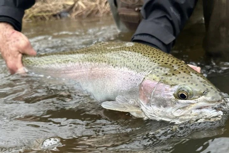 Steelhead Flies