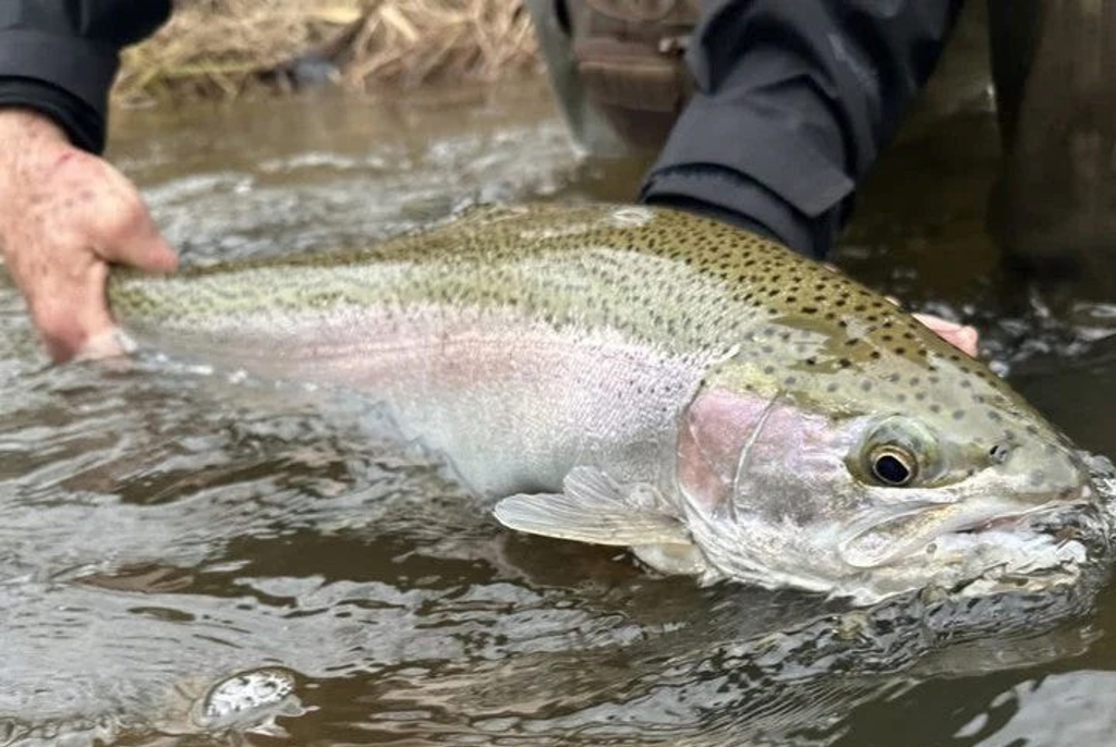 Steelhead Gear