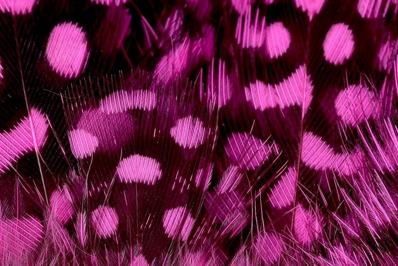 Feathers