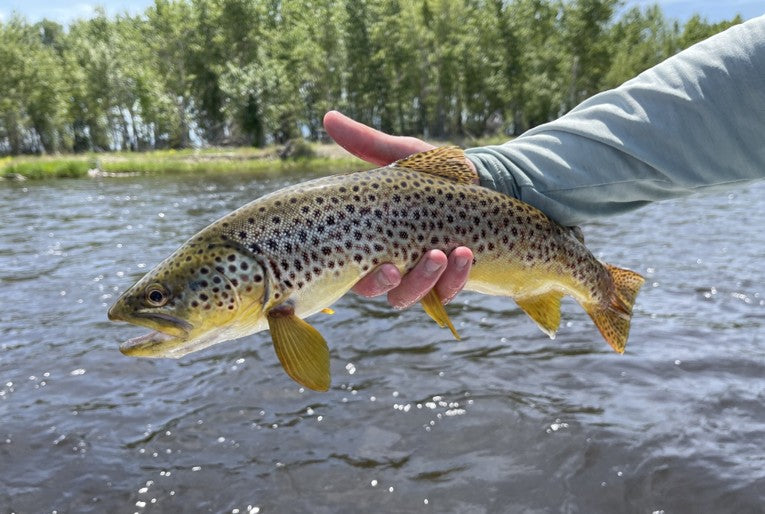 Fly Fishing