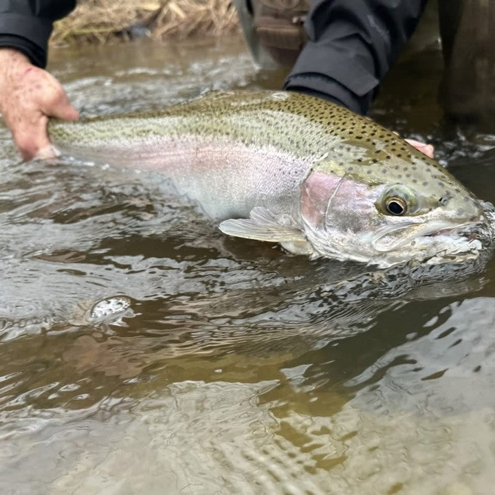 Steelhead