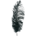 Black ostrich feather on a white background