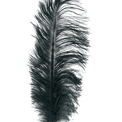 MFC Ostrich Plumes