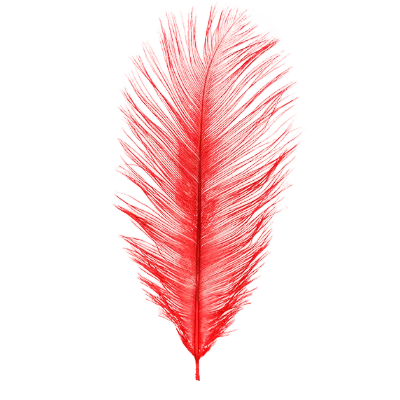 Red ostrich feather on a white background