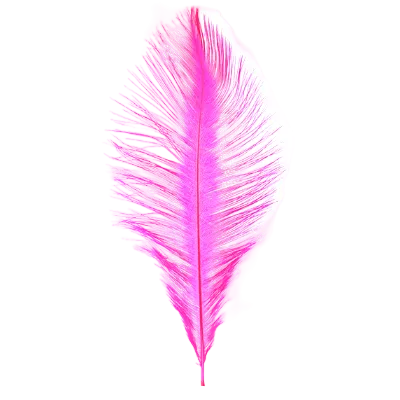 Pink ostrich feather on a white background