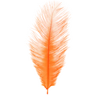 Orange ostrich feather on a white background