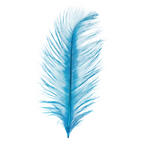 Blue ostrich feather on a white background
