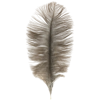 Single ostrich feather on a white background