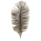 Single ostrich feather on a white background