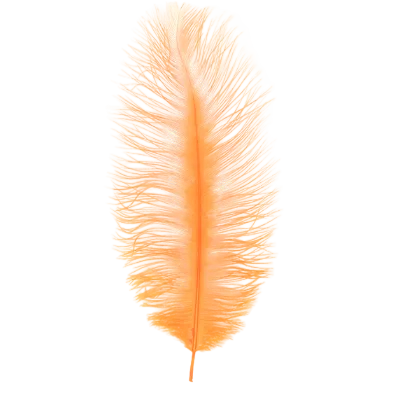 Single orange ostrich feather on a white background