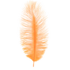 Single orange ostrich feather on a white background
