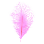 Single pink ostrich feather on a white background