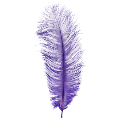 Single purple ostrich feather on a white background