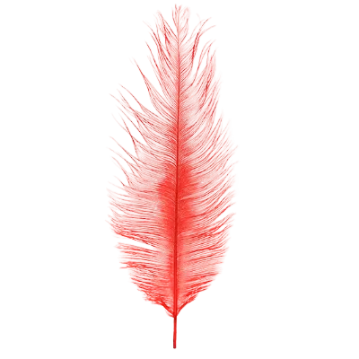 Single red ostrich feather on a white background