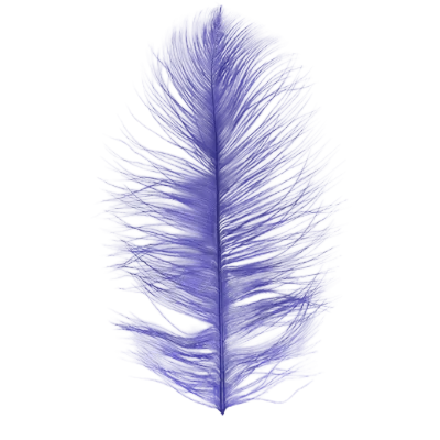 Single purple ostrich feather on a white background