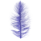 Single purple ostrich feather on a white background
