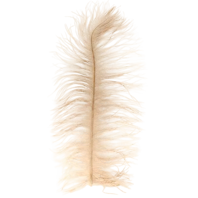 Beige ostrich feather on a white background