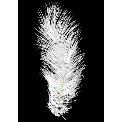 White ostrich feather on a black background
