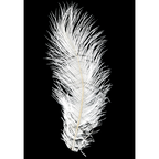 White ostrich feather on a black background