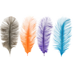 Four ostrich feathers in gray, orange, purple, and blue on a white background