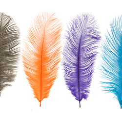 MFC Ostrich Plumes