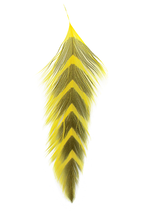 A selection of MFC Galloup's fish feathers for fly tying, displayed in various colors and patterns, including solid white, red, yellow, and more.