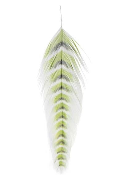 A collection of grizzled fish feathers in various colors including black, brown, and green, used for fly tying in fishing.
