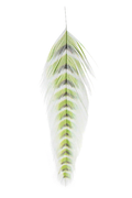 A collection of grizzled fish feathers in various colors including black, brown, and green, used for fly tying in fishing.