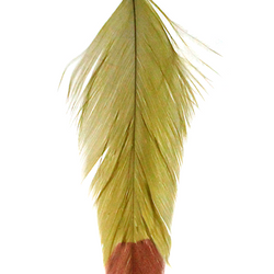 MFC Galloup's Fish Feathers - Fin Tip