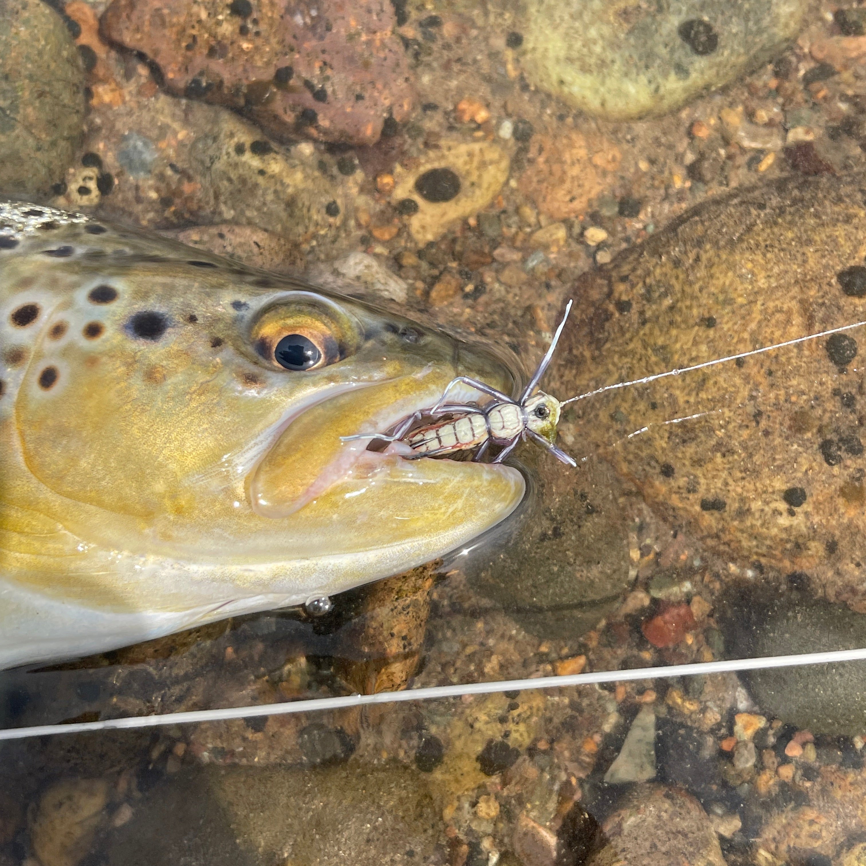 Fish with a nymph in its mouth against a rocky underwater background