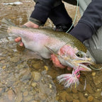 Person holding a rainbow trout caught on a fly near a stream
