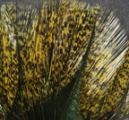 Close-up of a Hareline Coq De Leon feather with intricate patterns and colors.