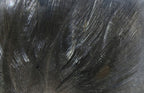 Close-up of a black feather with detailed texture