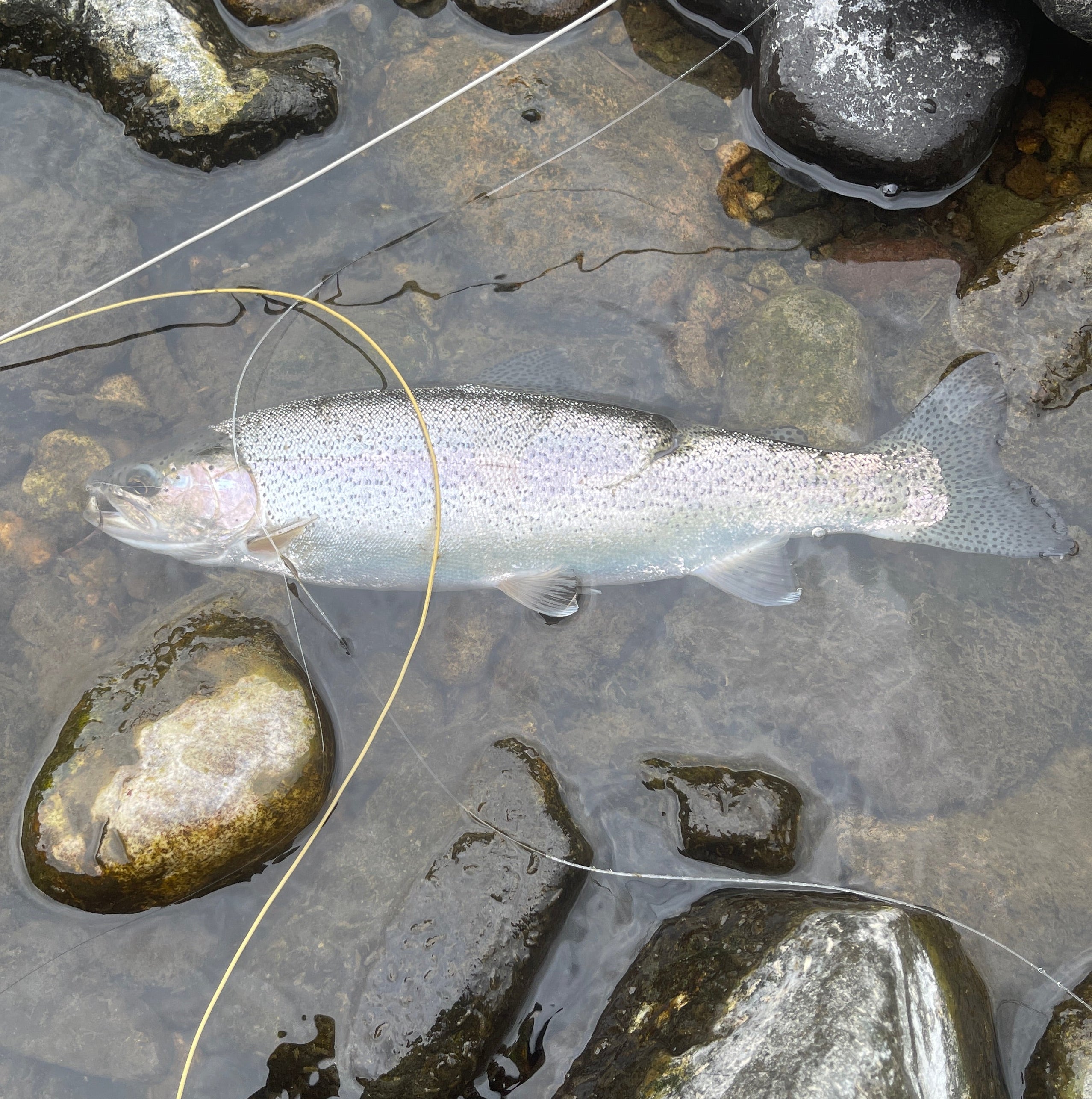 Trout on a rocky riverbed with fishing line.