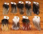 Hareline Coq De Leon