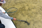 A person on a boat in shallow, murky water uses a hand net to catch a fish that is surfacing near the boat's edge.