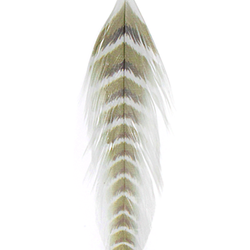 MFC Galloup's Fish Feathers - Grizzled