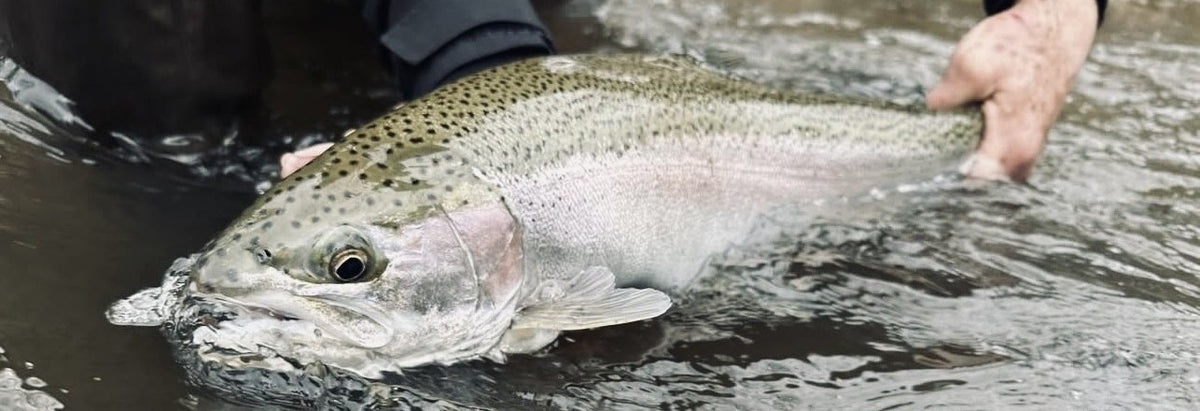Steelhead picture