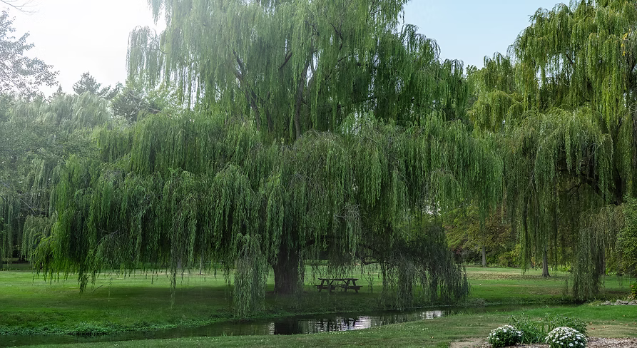 Weeping willow trees in a park setting with a clear sky.