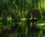 Weeping willow tree by a calm pond in a park