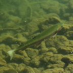 Fish swimming in clear water at Sunny Brook with a rocky bottom
