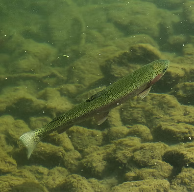 Fly Fishing 201 Classes at Sunny Brook