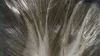Hareline Coq De Leon