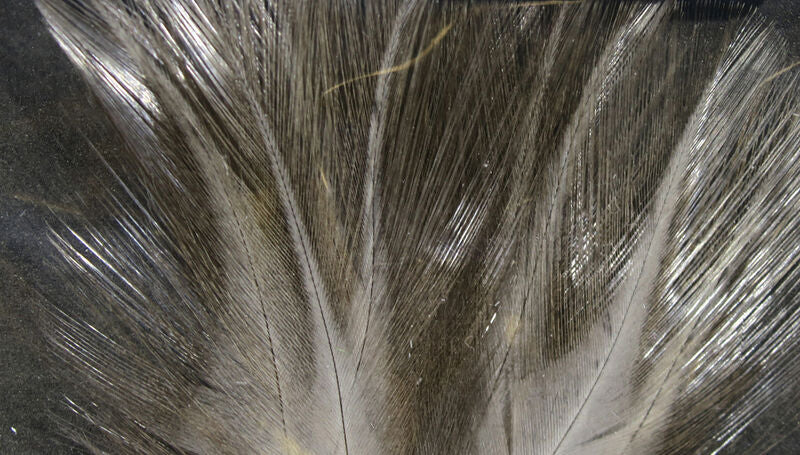Hareline Coq De Leon