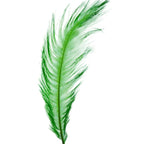 Green ostrich feather on a white background