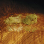 A collection of Hareline Cul De Canard Feathers scattered on a wooden surface.