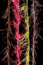 Cascade Hackle Flash