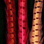 Cascade Pheasant Tail Feathers