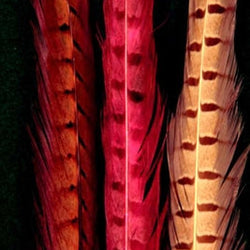 Cascade Pheasant Tail Feathers