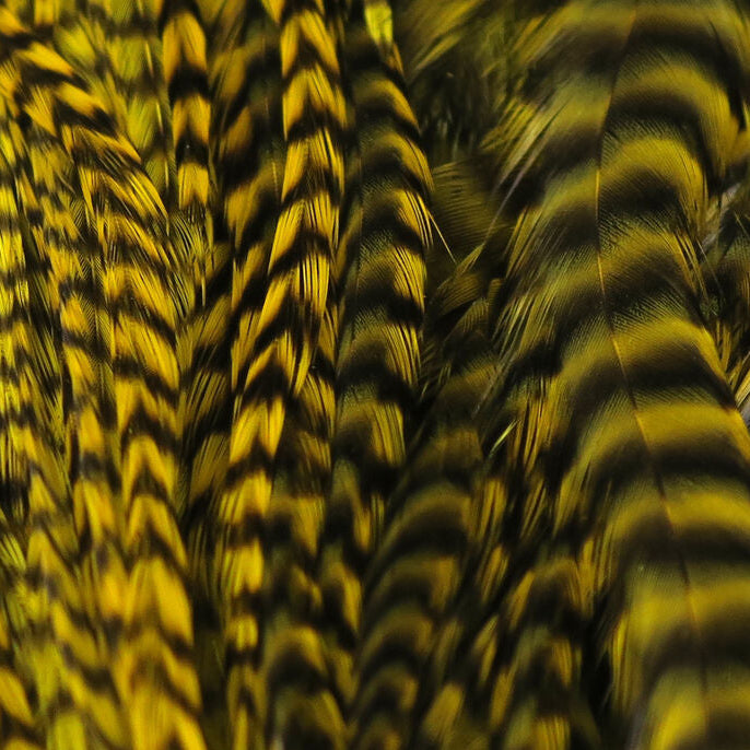 Close-up of yellow and black feather pattern